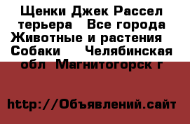 Щенки Джек Рассел терьера - Все города Животные и растения » Собаки   . Челябинская обл.,Магнитогорск г.